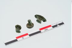 Foto von Bronzeniet (NHMW-PRAE-024922)